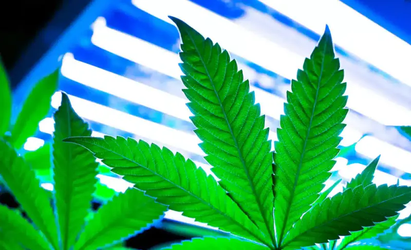 safety-of-delta-8-THC-products-cannabis-sativa-marijuana-legalization