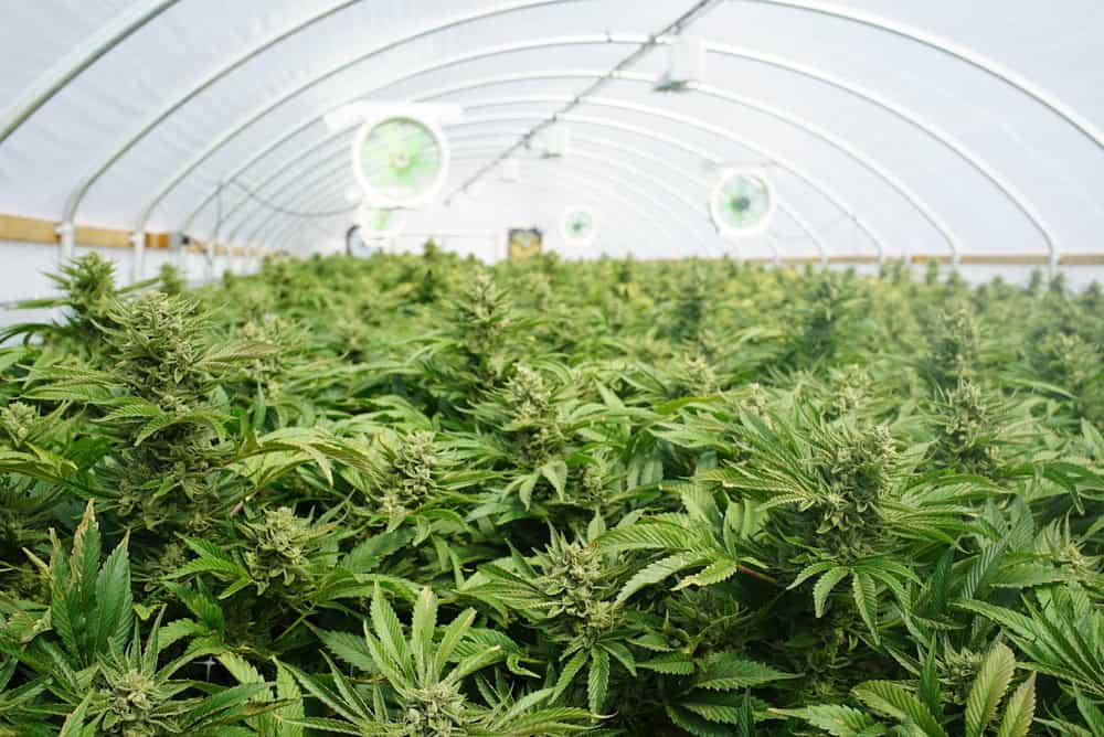 Public perception shifts with medical benefits and economic boost from a large indoor marijuana commercial growing operation for legal recreational use