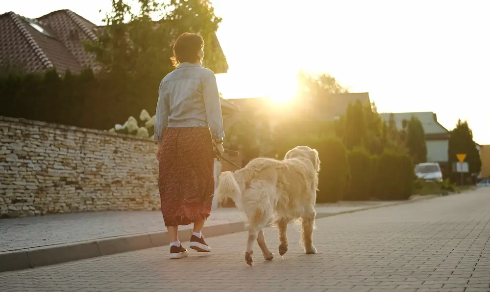 A woman in a denim jacket and long skirt walking a golden retriever down a quiet residential street during a bright, warm sunset.